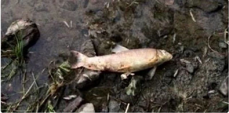 Dead Fish in the Yamaska River