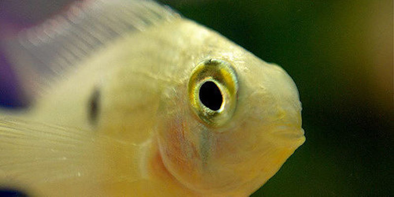 fish