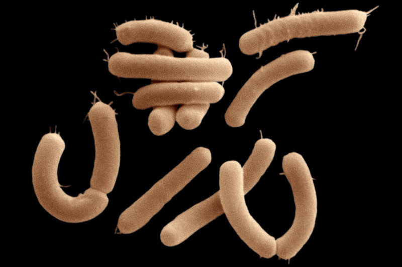 gut bacteria