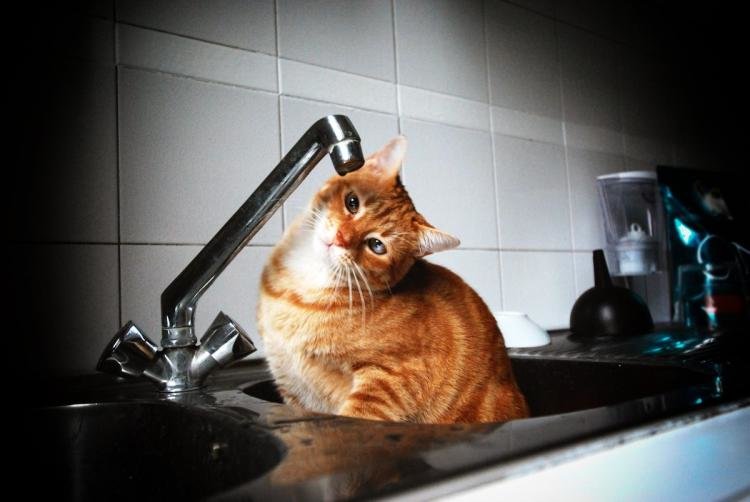 Mischieveous kitty