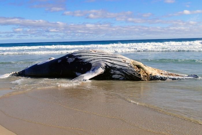  The whale is believed to have died fron natural causes.