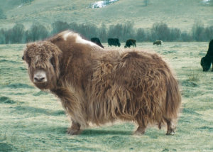 Click to enlarge a yak
