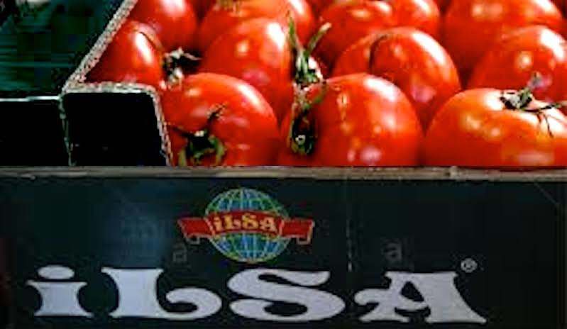 Click to enlarge tomatoes