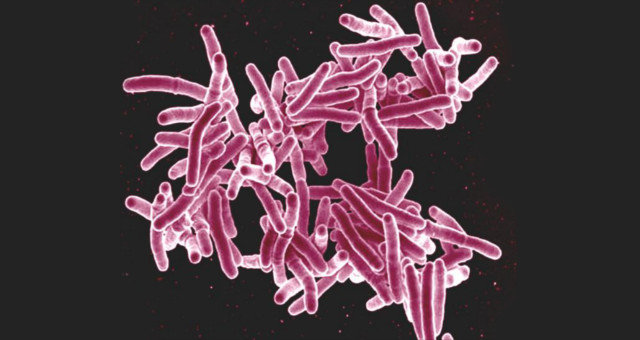 Click to enlarge gut bacteria