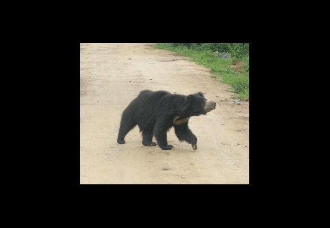bear