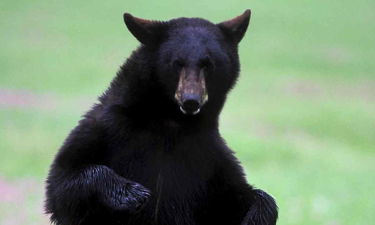 Rick Nelson took on a black bear in the Canadian city of Sudbury. 