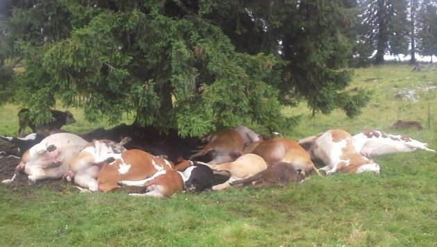 18 cows killed by lightning