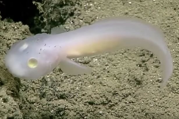 The 'ghost fish' has never been seen alive before 