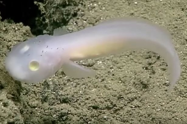 Click to enlarge The 'ghost fish' has never been seen alive before