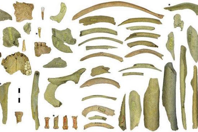 Cannibalized bones