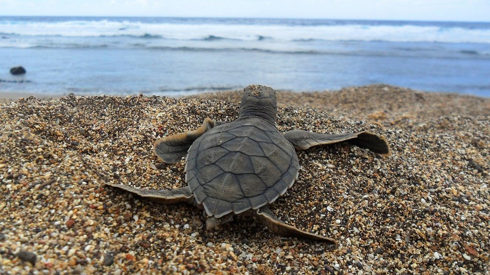 Turtle
