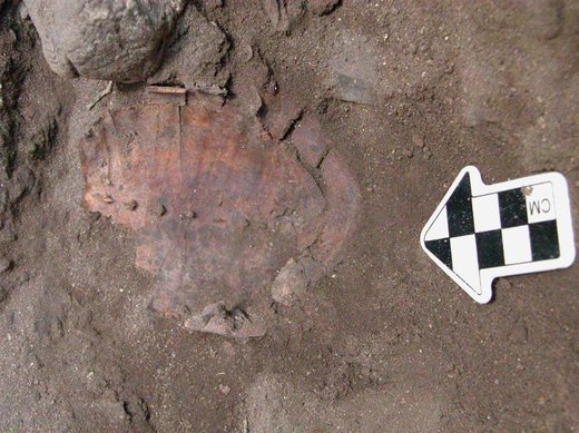 Click to enlarge tortoise shell buried