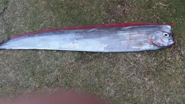 Campers at the Hartenbos Caravan Park came across an oarfish on the beach yesterday. 