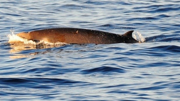 A rare Shepherd's Beaked Whale spotted from a University of Otago Research vessel In late June.