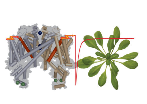 Click to enlarge Plant sensing electric fields