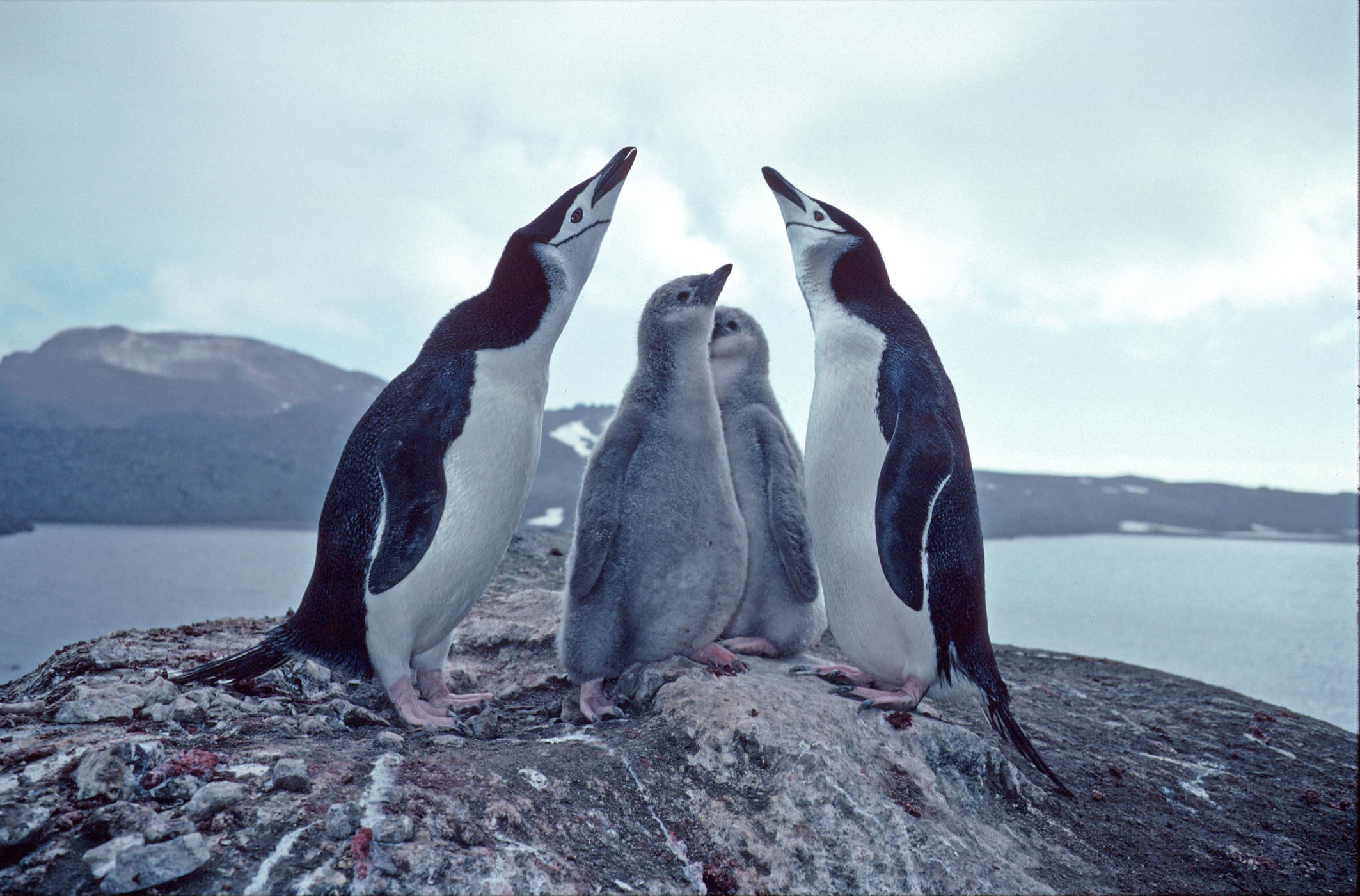 chinstrap penguins