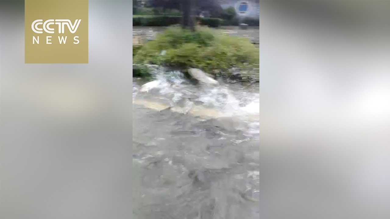 Fish seen on flooded streets of central China's Wuhan