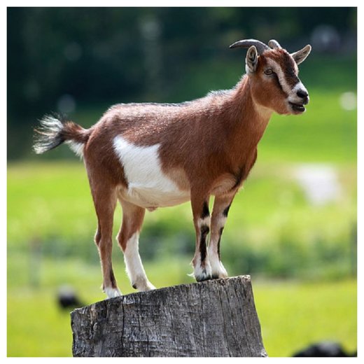 Click to enlarge Pygmy