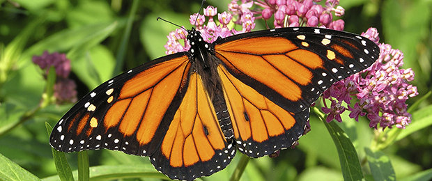 Monarch butterfly