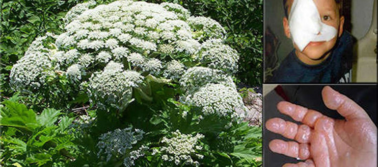 Hogweed