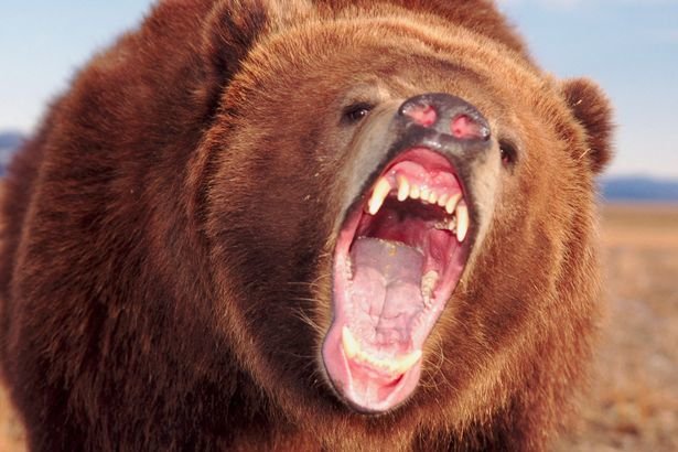 bear