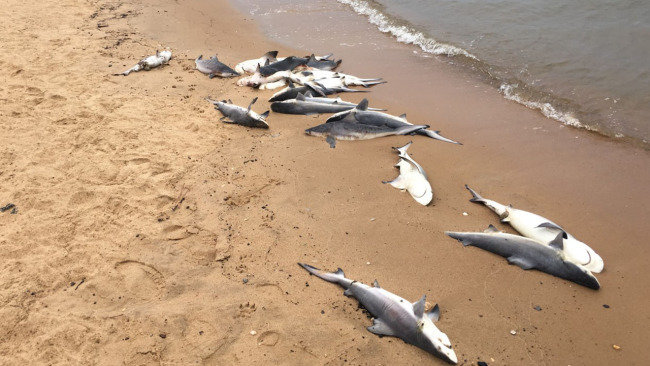 Black tip sharks