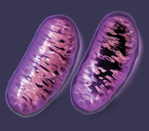 Mitochondrial “collateral damage”