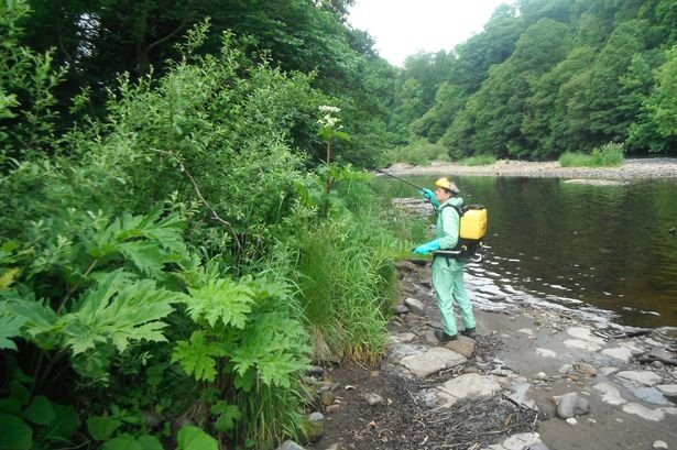 giant hogweed danger