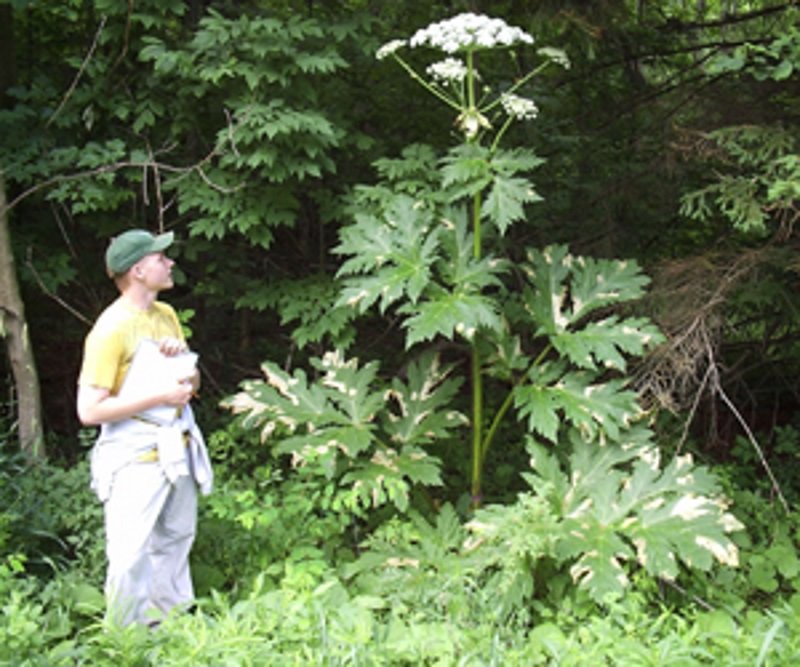 giant Hogweed