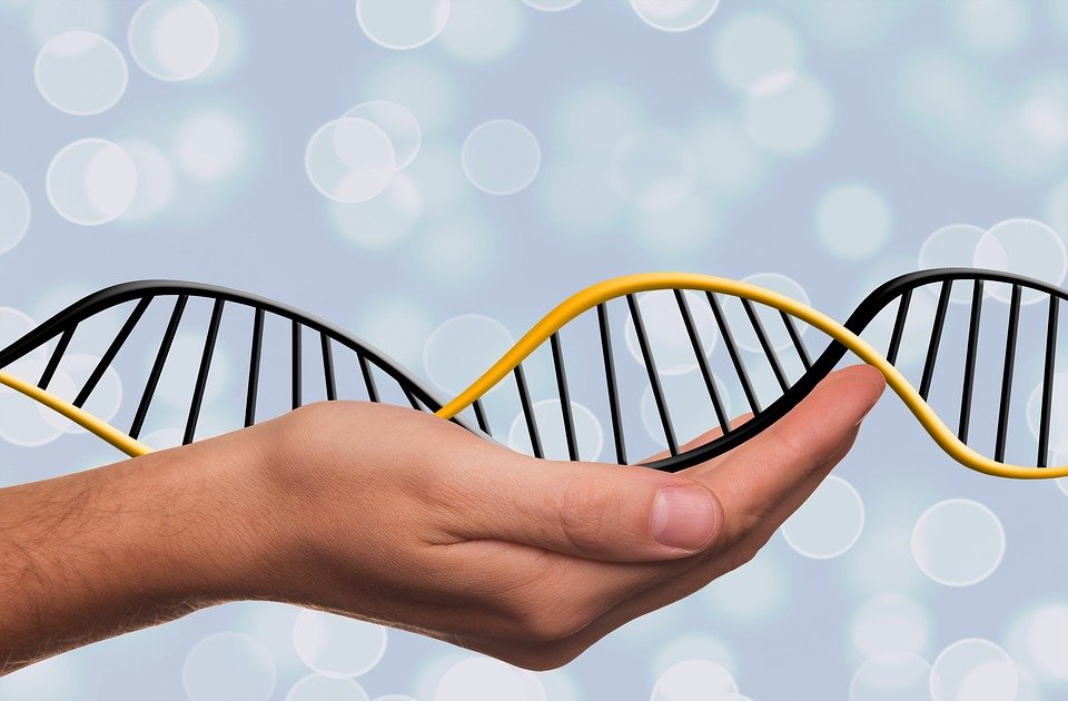 holding a gene
