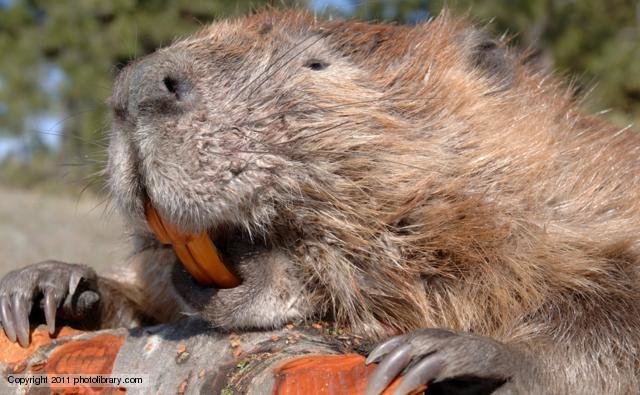 Beaver