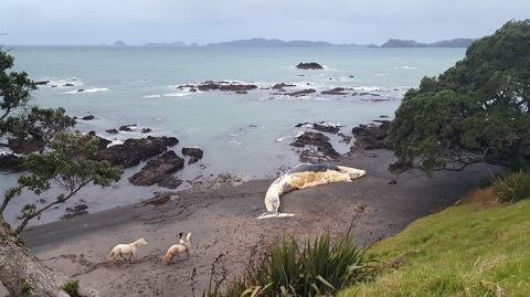 The 22-metre long blue whale washed up on a private Far North beach.