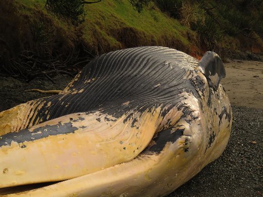 The underside of the whale's head.