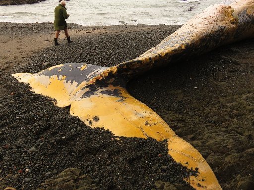 The whale's tail is about 5m across.