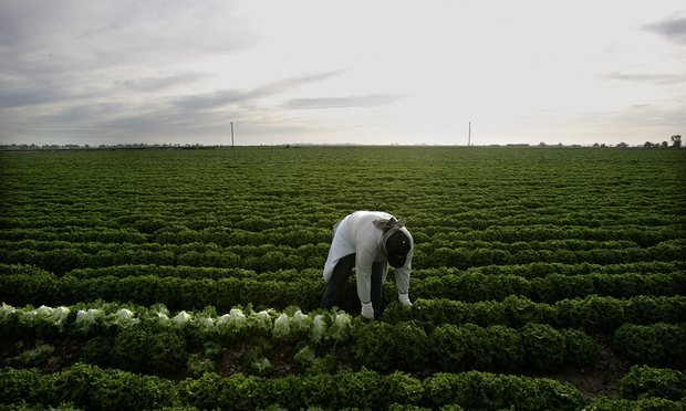 lettuce farm worker