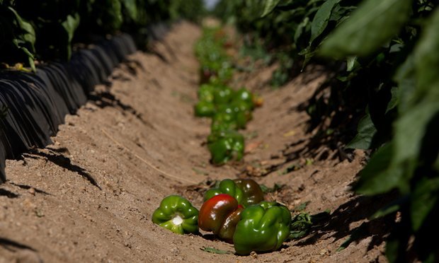 bell peppers