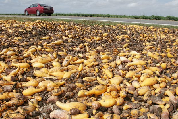rotten squash