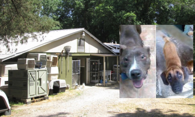 Dogs home