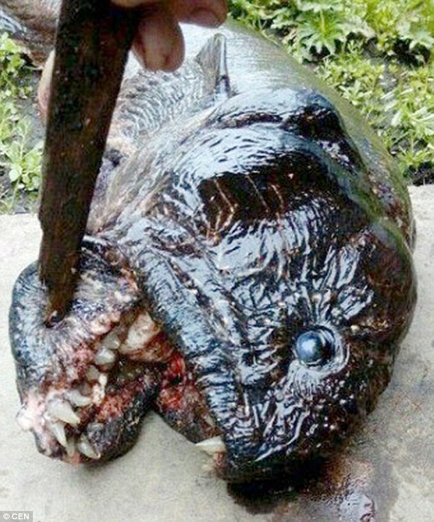 mutant fish kama river russia