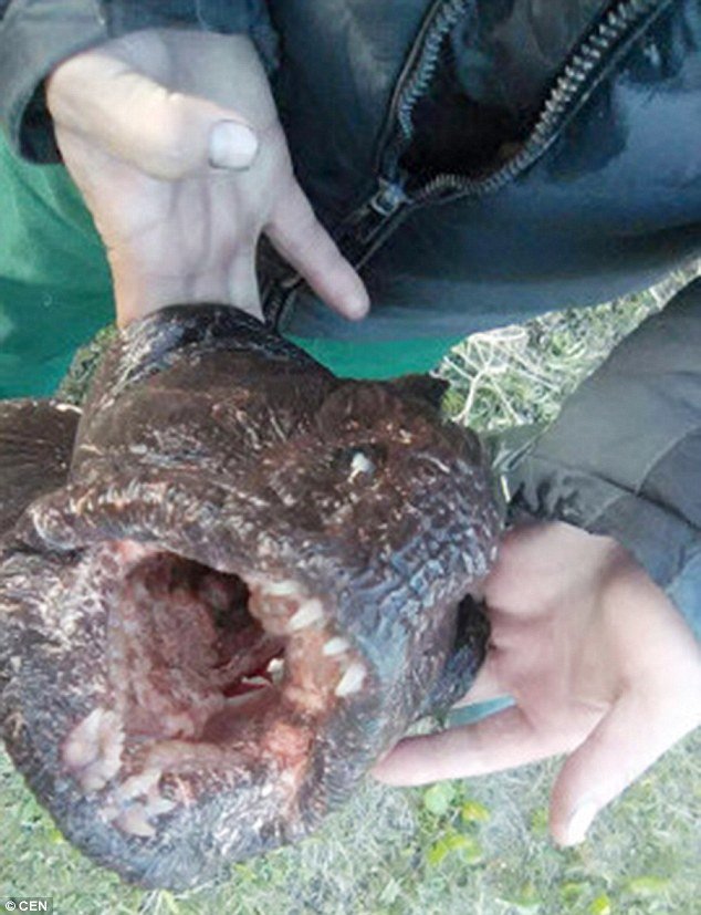 mutant fish kama river russia