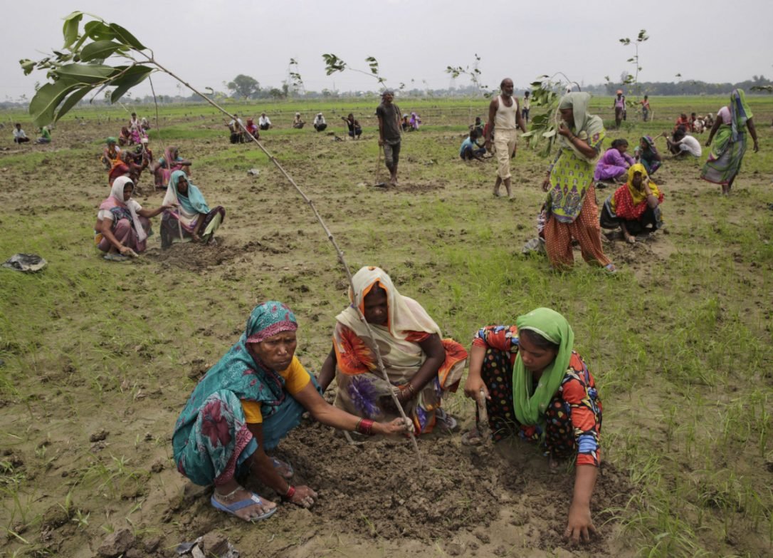 Planting trees in India