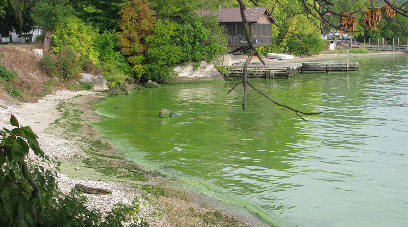algae blooms lake erie
