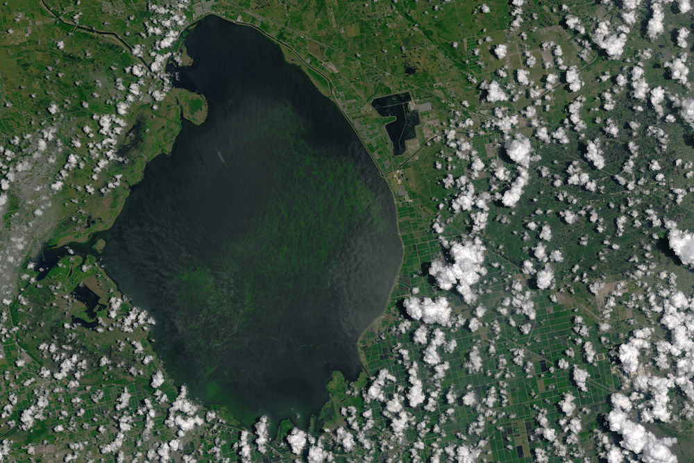 Okeechobee Algae bloom