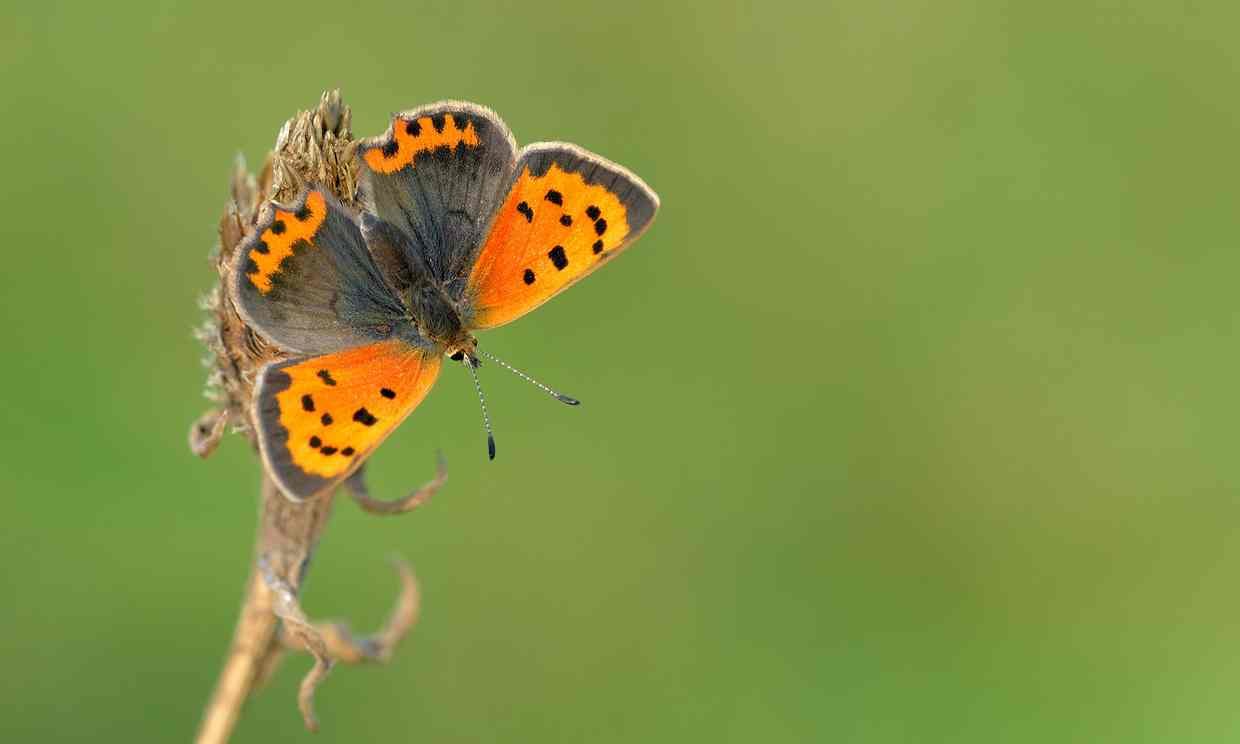 Many common species, such as the small copper butterfly, appear to be extremely scarce this year.  