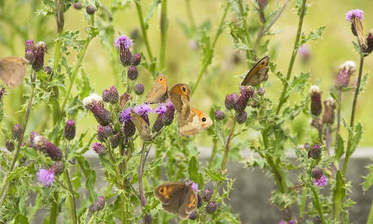 Meadow brown butterflies. The British public is being asked to count numbers. 
