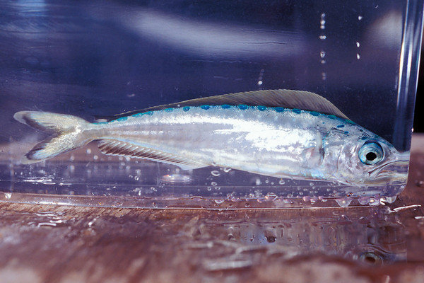 Three month old mahi mahi