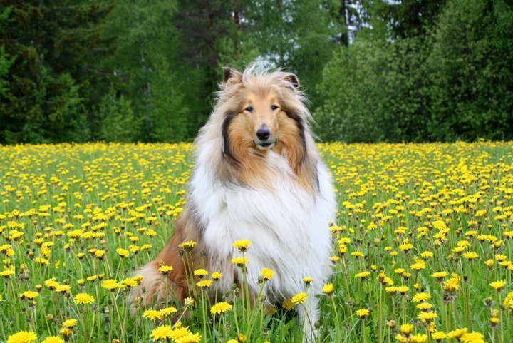 Collie