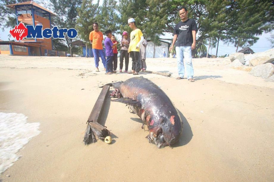 A carcass believed to be that of a beached whale calf was found at Pantai Puteri 