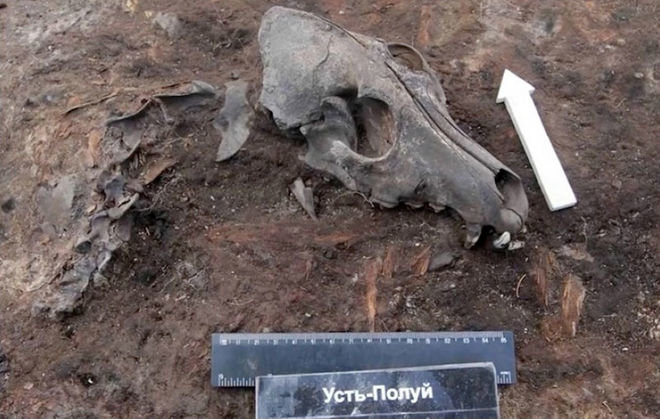 Click to enlarge Prehistoric dog graveyard