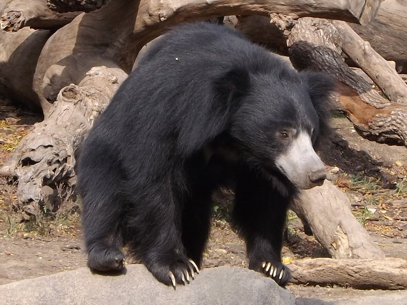 Sloth bear